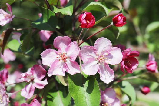 Branch of a fruit tree with pink flowers close-up.