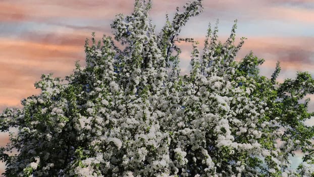 The top of a blooming apple tree against the background of a cloudy, evening, gloomy sky.