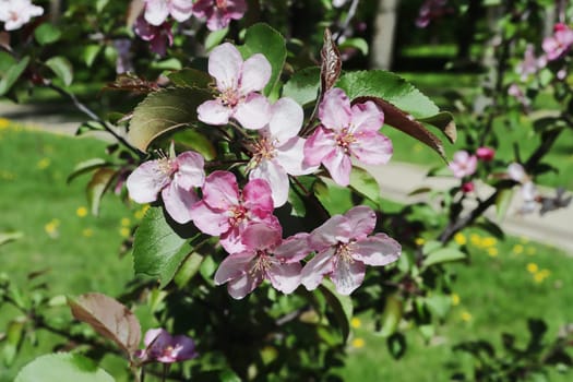 Branch of a fruit tree with pink flowers close-up.