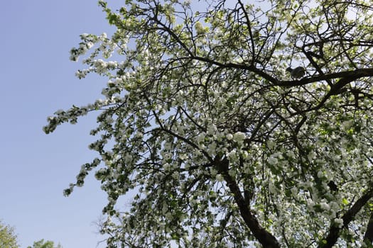 Photo of a young blooming apple tree in the park.