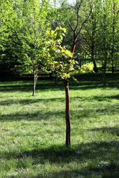 Tree seedling planted in the forest. Drying tree.