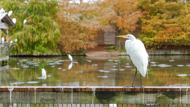 A white egret with a yellow beak standing gracefully on a moss-covered rock in a tranquil pond, surrounded by vibrant autumn trees. The bird is gazing to the side under the warm sunlight.