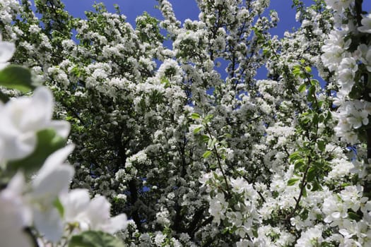 Blooming apple tree branches close up. Background from apple tree flowers.