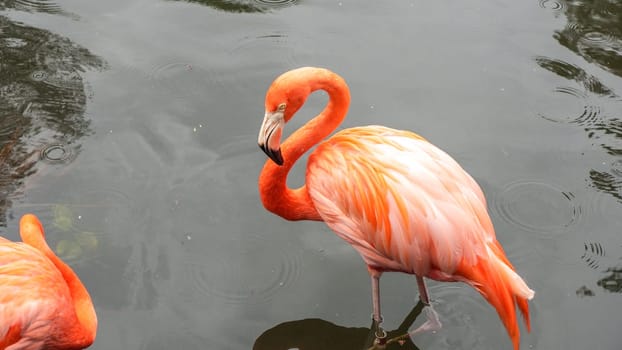 In a tranquil natural scene, a graceful and vivid pink flamingo gracefully strides through the water, creating beautiful ripples that reflect the serene environment around.