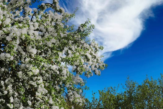Blooming apple tree against a blue cloudy sky.