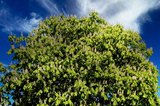 ..A large tree of blooming chestnuts against the background of a bright blue sky.