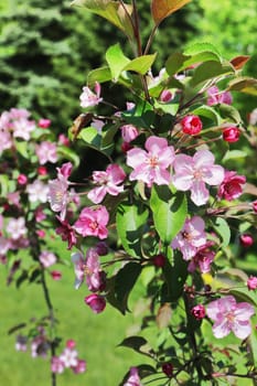 Pink flowers on a fruit tree branch close-up.
