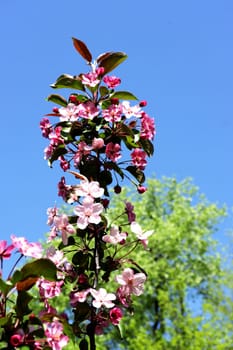 Branch of a fruit tree with pink flowers against a background of wood and blue sky.