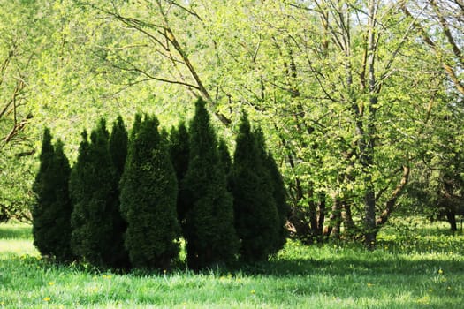 Juniper trees against a background of green vegetation.