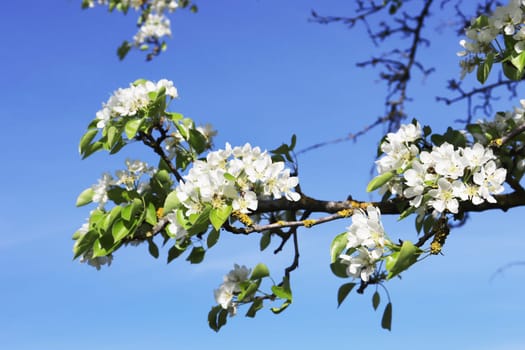 White flowers of a blooming apple tree close-up against a background of a bright blue sky.