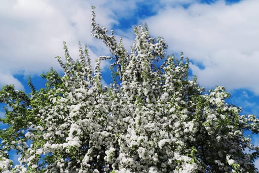 Blooming apple tree against the backdrop of a bright blue sky during the day.