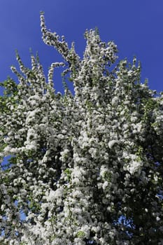 Blooming fruit tree against the sky.