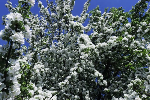 Branches of an apple tree with white flowers against the sky.