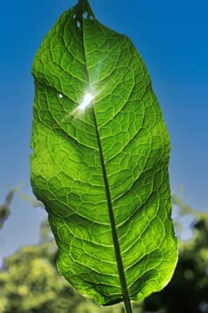 Living leaf against the background of a blue sunny sky.