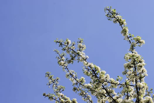 Photo of a white blossoming apple tree against the sky.