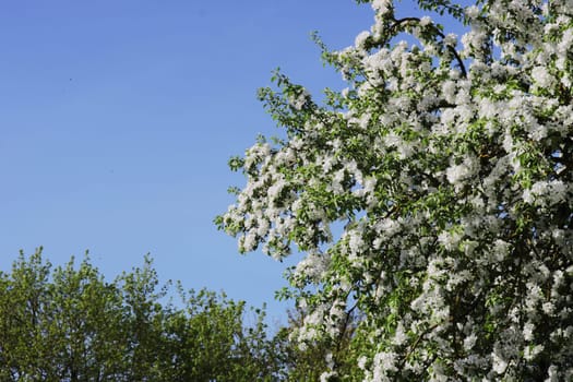 White blossoming apple tree against the blue sky. Flowering fruit trees.