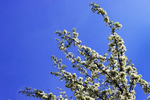 Photo of a white blossoming apple tree against the sky.