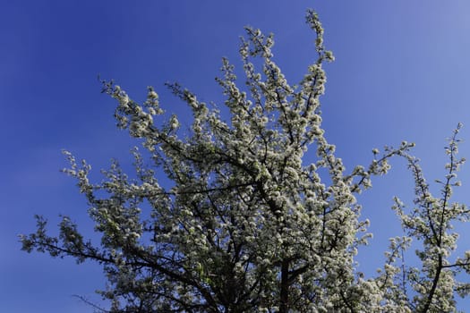 Photo of a white blossoming apple tree against the sky.