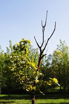 Young small tree with few leaves in the forest in summer.