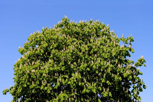 Chestnut flowering trees against a background of blue sky, view from below.