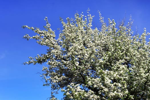Photo of a young blooming apple tree in the park.