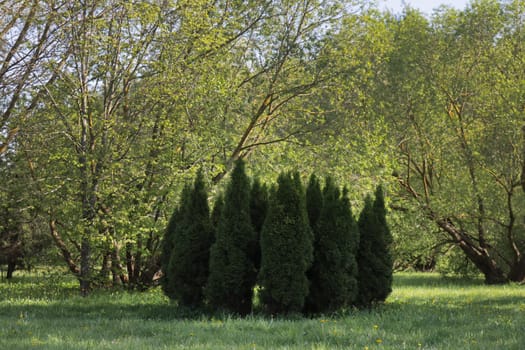 Planted for decoration in the Juniper recreation park.