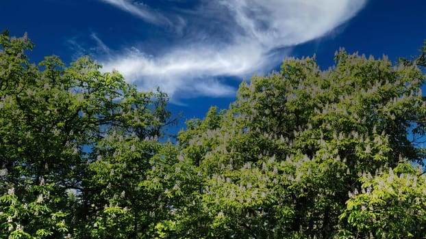 Chestnut flowering trees against a background of blue sky, view from below.