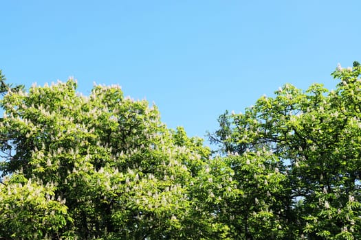 ..A large tree of blooming chestnuts against the background of a bright blue sky.