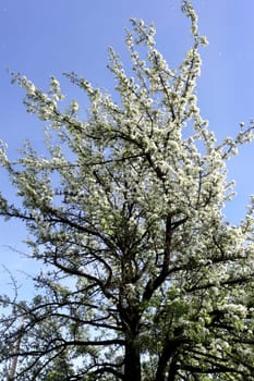 Photo of a young blooming apple tree in the park.