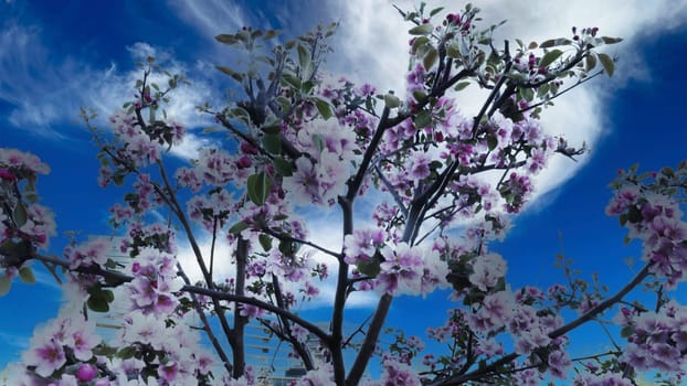 Red flowers of a blossoming fruit tree.