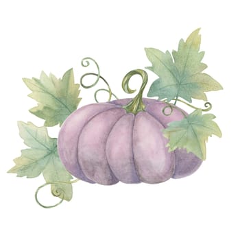 Purple pumpkin with green leaves and curly vines. Lilac squash illustration. Watercolor clipart for unique autumn decorations, Halloween invites, and seasonal greeting cards, flyers, Thanksgiving