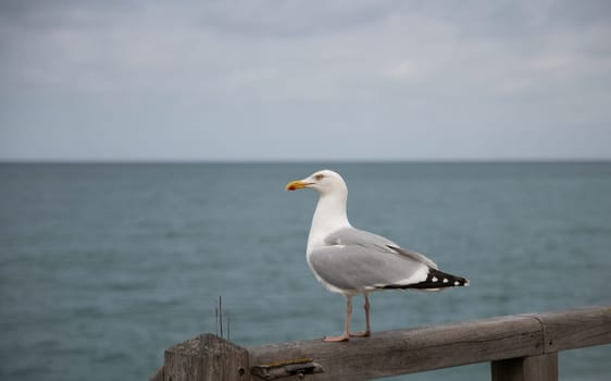 seagull standing on wooden pole with view on the ocean 