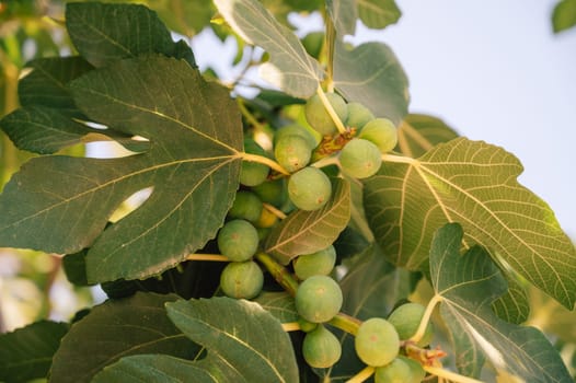 Growing Fig fruits on branches of a fig tree, beauty summer day