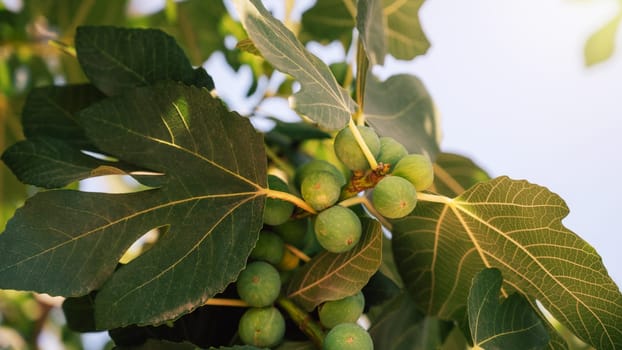 Growing Fig fruits on branches of a fig tree, beauty summer day