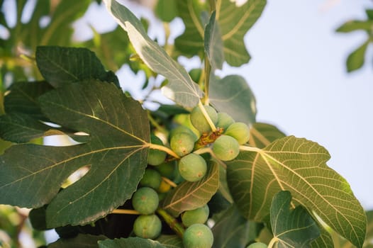 Growing Fig fruits on branches of a fig tree, beauty summer day