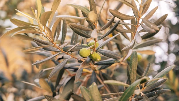 Green olives growing in olive tree, in mediterranean plantation, beauty summer day