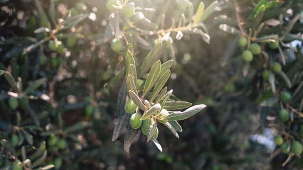 Green olives growing in olive tree, in mediterranean plantation, beauty summer day