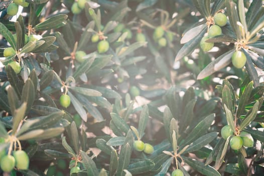 Green olives growing in olive tree, in mediterranean plantation, beauty summer day