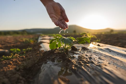 Vegetable garden care, gardening and agriculture. Farmer's hand watering a sprout with water drops in the soil field with polyethylene for beds.