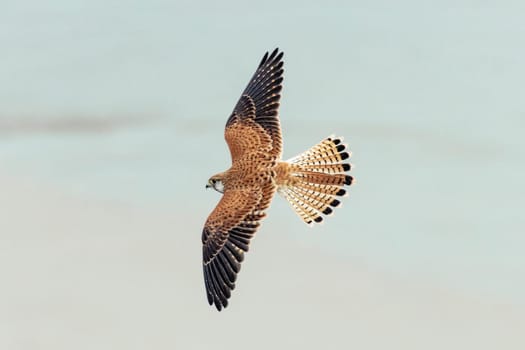 Common Australian kestrel soaring in the air as it flies over a seaside scene.