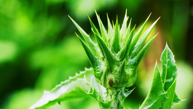 Green unopened bud of the Milk Thistle plant, macro photo. Close-up of thistle flower,