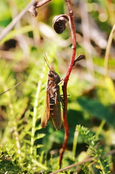 A brown grasshopper climbs up the trunk of a green plant, macro. Chorthippus parallelus, perching on grass.