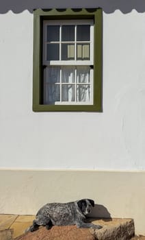 A calm dog lies in the sun beside a window with lace curtains in a serene setting.