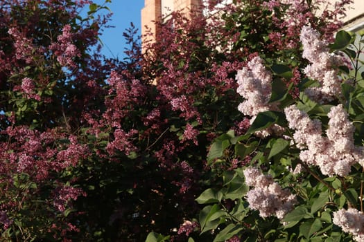 Branches of white and red lilac bush against blue sky and residential high-rise building. Lilac blossom flowers spring view.