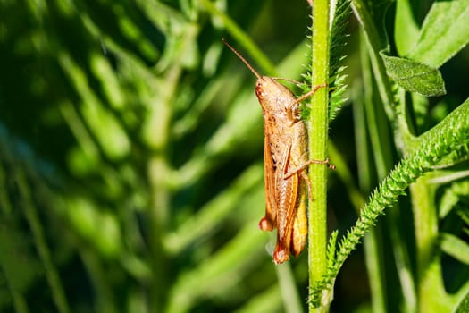 Chorthippus Parallelus sits on the stem of a green plant.