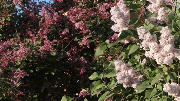 Bushes of white and red, lilac. Lilac blossom flowers spring view. Flowering lilac bushes in the garden. Blossoming Syringa vulgaris.