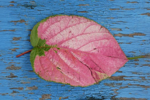 A fallen, reddened leaf from a tree lies on a wooden surface with worn blue paint, top view.