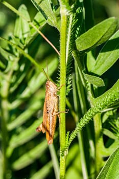 Chorthippus Parallelus sits on the stem of a green plant.Macro photo of a brown grasshopper.