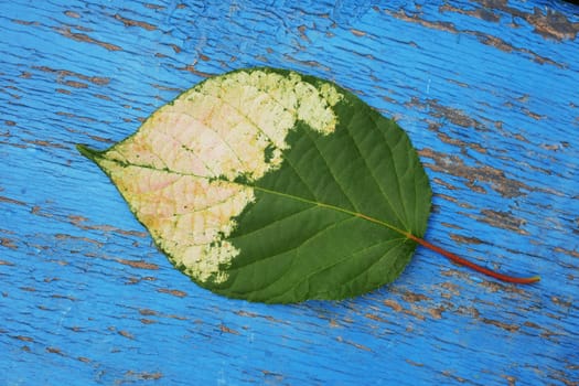 A fallen, yellowed leaf from a tree lies on a wooden surface with worn blue paint. Fallen leaf on a blue background.