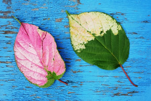 Actinidia leaves, yellowed and reddened by disease, lie on a wooden surface with peeling, old blue paint. two living leaves,
